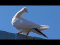 Бойные высаколетные голуби это бойные!!! А не простолеты🤷‍♂️ War pigeons