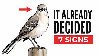Seven Signs the Mockingbird in Your Yard Has Already Decided You re Not a Threat