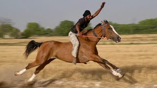 📍BOOR MAJRA || Starting Point || Horse Racing 5 May’24#horseracing #marwarihorselovers