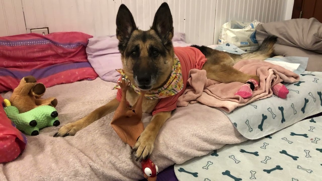 Reign the Paralyzed German Shepherd GETS READY FOR BED. IVDD Dog Diary April 27th, 2025