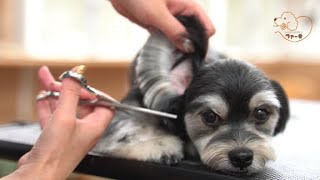 Schnauzer hybrid　Asian fusion grooming