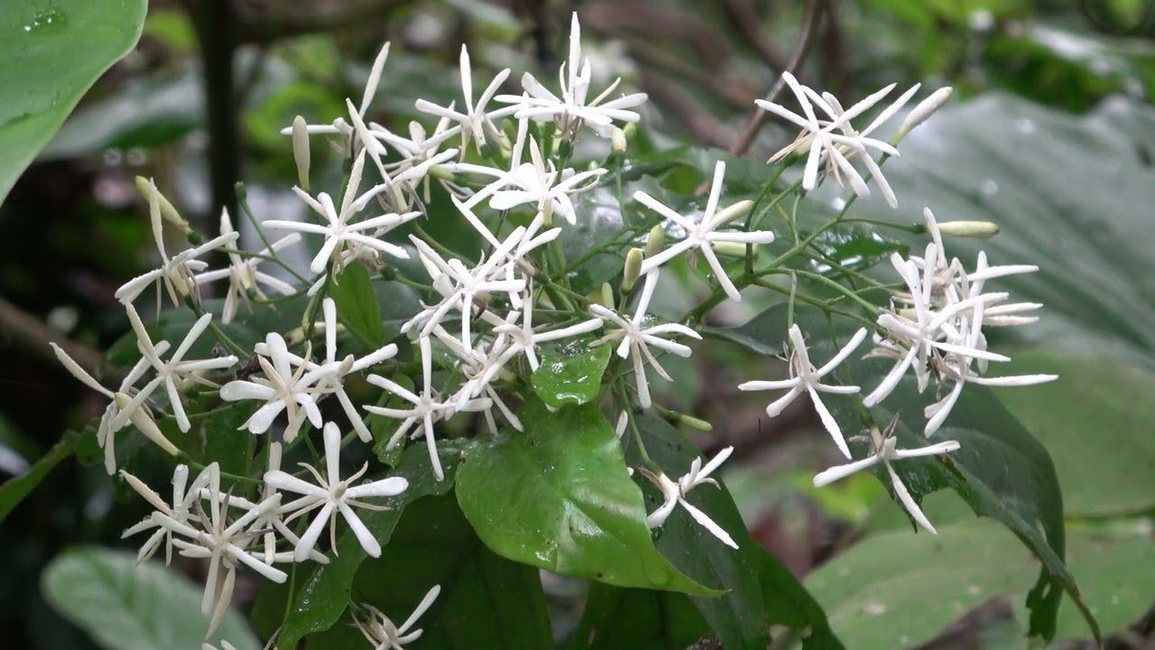 ギョクシンカ（アカネ科）　Tarenna kotoensis　2024年6月　沖縄本島
