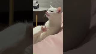 Tiny Cat does parkour - Short Video 🤣 Best Ever!