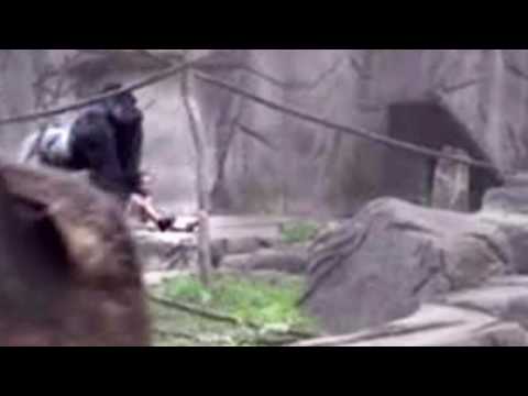Gorilla KILLED in Cincinnati Zoo RANT | Child Climbs into Gorilla Exhibit at Cincinnati Zoo RANT
