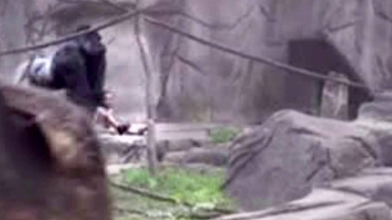 Gorilla Killed In Cincinnati Zoo Rant Child Climbs Into Gorilla Exhibit At Cincinnati Zoo Rant Youtube