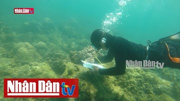 Những cánh rừng dưới biển | Ký sự miền Trung