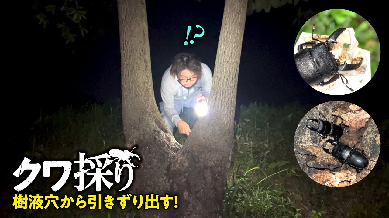 樹液まみれのヒラタを穴から引きずり出す クワガタ採集 Japanese Stag Beetle Hunter Animal Crossing Youtube 樹液まみれのヒラタを穴から引きずり出す クワガタ採集 Japanese Stag Beetle Hunter Animal Crossing Youtube