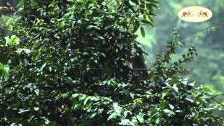 Monkey Affairs - Two Dusky Leaf Monkeys behind the Rainforestcamp