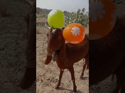 ب ي ن ق ر ن ي ال م ع ز ى أ ز ه ار م ل و ن ة ت ت ل أ ل أ ب الض ي اء