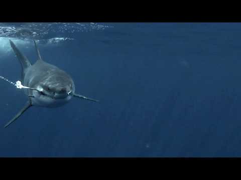 SHARKIVES Ep. 16 | TIME ON THE WATER vs. A 4,000 LB SHARK