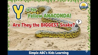 🐍 Y is for Yellow Anaconda! Can You Spot Its Tongue?! 🔍 Giant Snake Facts for Kids!