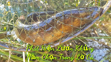#P72 Săn Bắt Trong Rừng Tràm | Tập 25 Mùa Nước Nổi  @Thanh Vlog