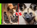 Dingo VS Licaón - El más preparado para la batalla