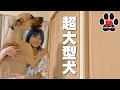 超大型犬のイメージを覆します!グレートデン子犬