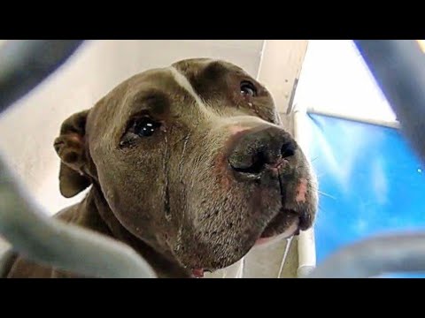 Tears Flow From His Eyes As He Can’t Understand Why Family Left Him In Shelter