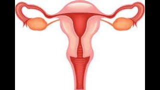 Uterus anatomy in Tamil