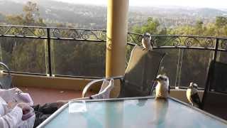 Kookaburra catching Meat