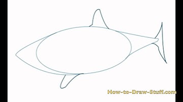 How to draw a Great White Shark
