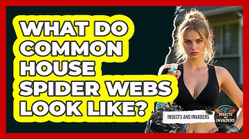 What Do Common House Spider Webs Look Like? - Insects and Invaders