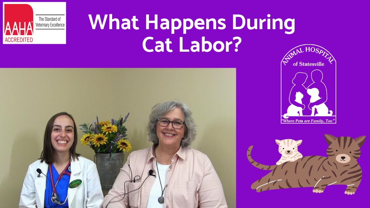 What Happens During Cat Labor? YouTube