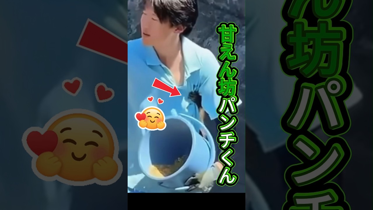 【胸キュン】強がっててもまだ赤ちゃん。パパに甘えるパンチくん🐒 #shorts #市川市動植物園 #punch