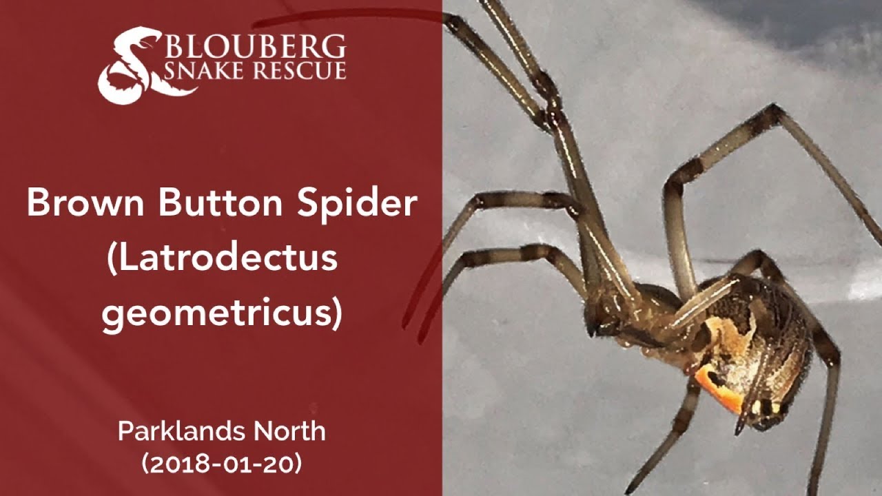 Download Brown Button Spider Rescued Near Parklands North 20180120 Youtube Desktop Wallpaper Get Wallpaper Brown Button Spider Rescued Near Parklands North 20180120 Youtube For Android