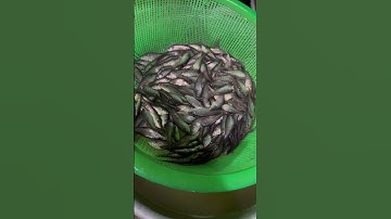 Cá thác lác giống. Cá nàng hai giống. Cá thác lác cườm giống. 0909770509 #cá_giống #trại_cá_giống