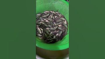 Cá thác lác giống. Cá nàng hai giống. Cá thác lác cườm giống. 0909770509 #cá_giống #trại_cá_giống