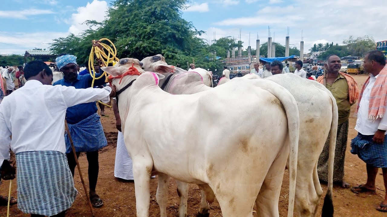 మంచి సైజులో ఉన్న ఒంగోలు జాతి పాలపల్ల కోడెల రేట్లు-pebbair bulls market-pebbair cattle market-santha