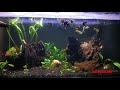 Mukbang!!!! memberi makan ikan Aquascape........ Ikannya Rakus Rakus