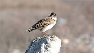 Calandra lark (Melanocorypha calandra) Γαλιάντρα