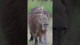 The Capybara Song 🎶🎶 #shorts #capybara #capybaras #capybarasong #wildlife #animalsofyoutube #cute