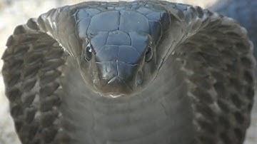 RẮN HỔ MÈO - Phun nọc như mưa | @pntk-tv