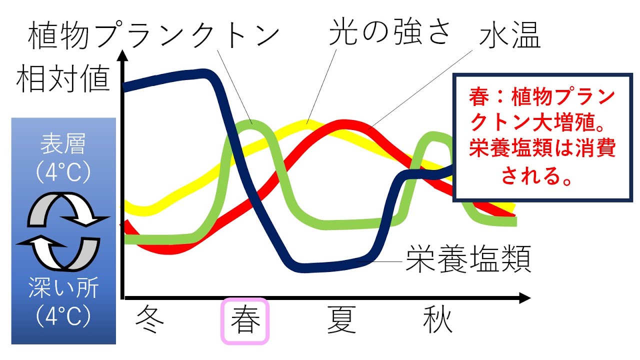 湖の表層における植物プランクトン等の季節変動 高校生物 - YouTube
