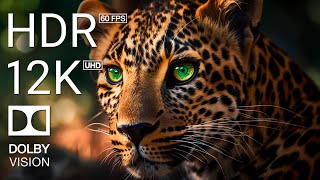 TOP 10 • THE GREAT HUNTER  4K HDR 60FPS DOLBY VISION  TRUE CINEMATIC