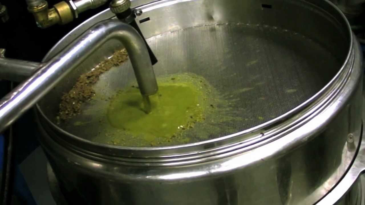 OlioVerace follows Giacomo Grassi's Leccino olives at Frantoio del Grevepesa