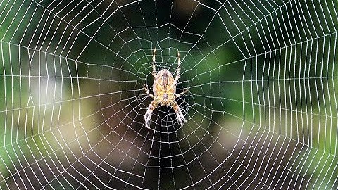 Science fact - Why and how do spiders spin webs?