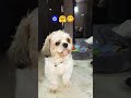 Mummy ka beta himmat wala 🤪🤪 ## Comedy video viral ## YouTube Shorts ✌️