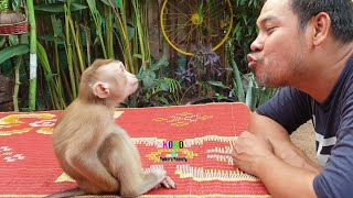 Cute Little BB Monkey Yoko & Dad  Yoko Hide His While Daddy Asking Him For Trimming