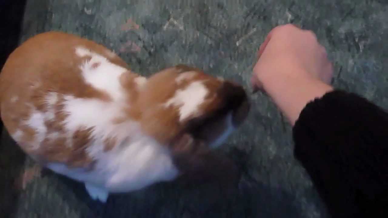 Mia das Megaabstauberseo Kaninchen (lustiges Kaninchen)