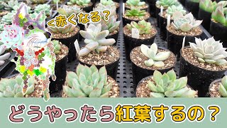 What Echeveria Need for Fall Foliage [Explained While Potting Up