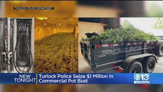 Turlock Police Seize More Than $1 Million In Pot Bust