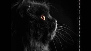 Best Cat Wallpapers screenshot 5