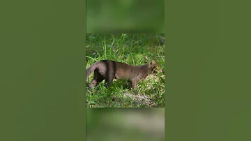 Дикая кошка о которой вы не знали. Ягуарунди