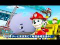 パウ・パトロール | パウ・パトロール | ラブルとマーシャルのアウトドアアドベンチャー60分!🌲🐾 | ラブル&クルー | テレビ東京系にて放送中