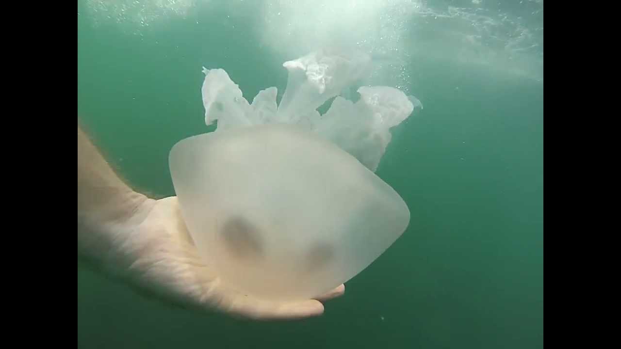 Корнерот в азовском море Корнерот в азовском море