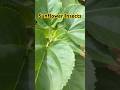 Sunflower Insects and Pest Prevention #offgrid #garden #fruits #flowers #seeds #nuts #pesticide #eat