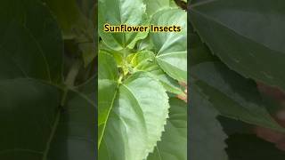 Sunflower Insects and Pest Prevention #offgrid #garden #fruits #flowers #seeds #nuts #pesticide #eat