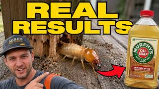 How I Get Rid of Termites for $38 (DIY Spot Treatment That Actually Works)