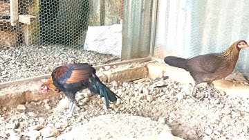 qaib qus f2 zoo nkauj heev